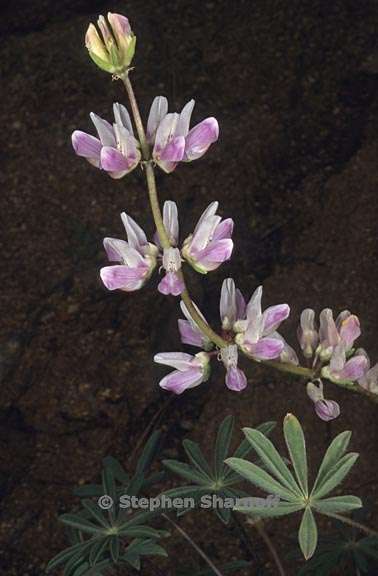 lupinus microcarpus var densiflorus 2 graphic